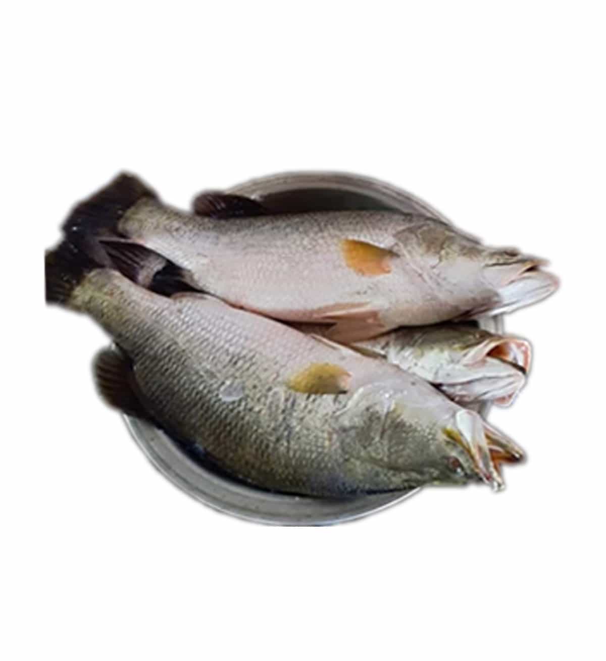 Koral-fish-min