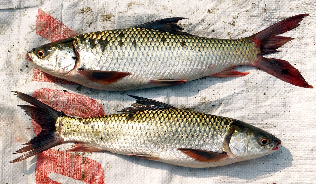 31842553833_4878699d03_b